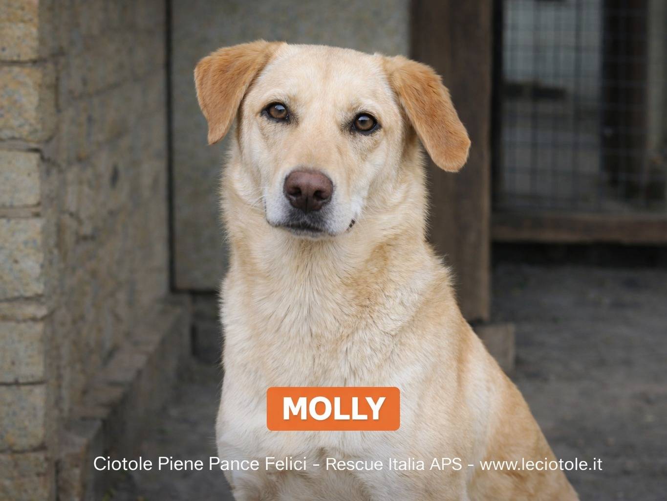 Adozione cane, femmina, Razza sconosciuta Razza sconosciuta, 2 anni e 6 mesi, taglia grande, Savona