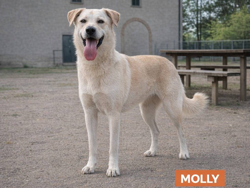 Adotta un cane, femmina, 2 anni e 6 mesi, Savona