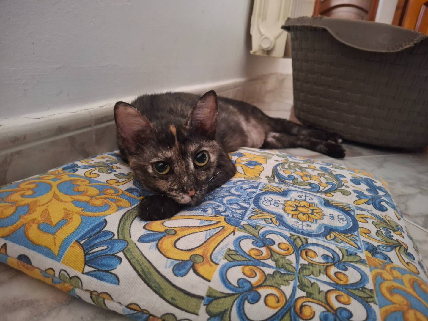 Vuoi adottare un gatto a Palermo?