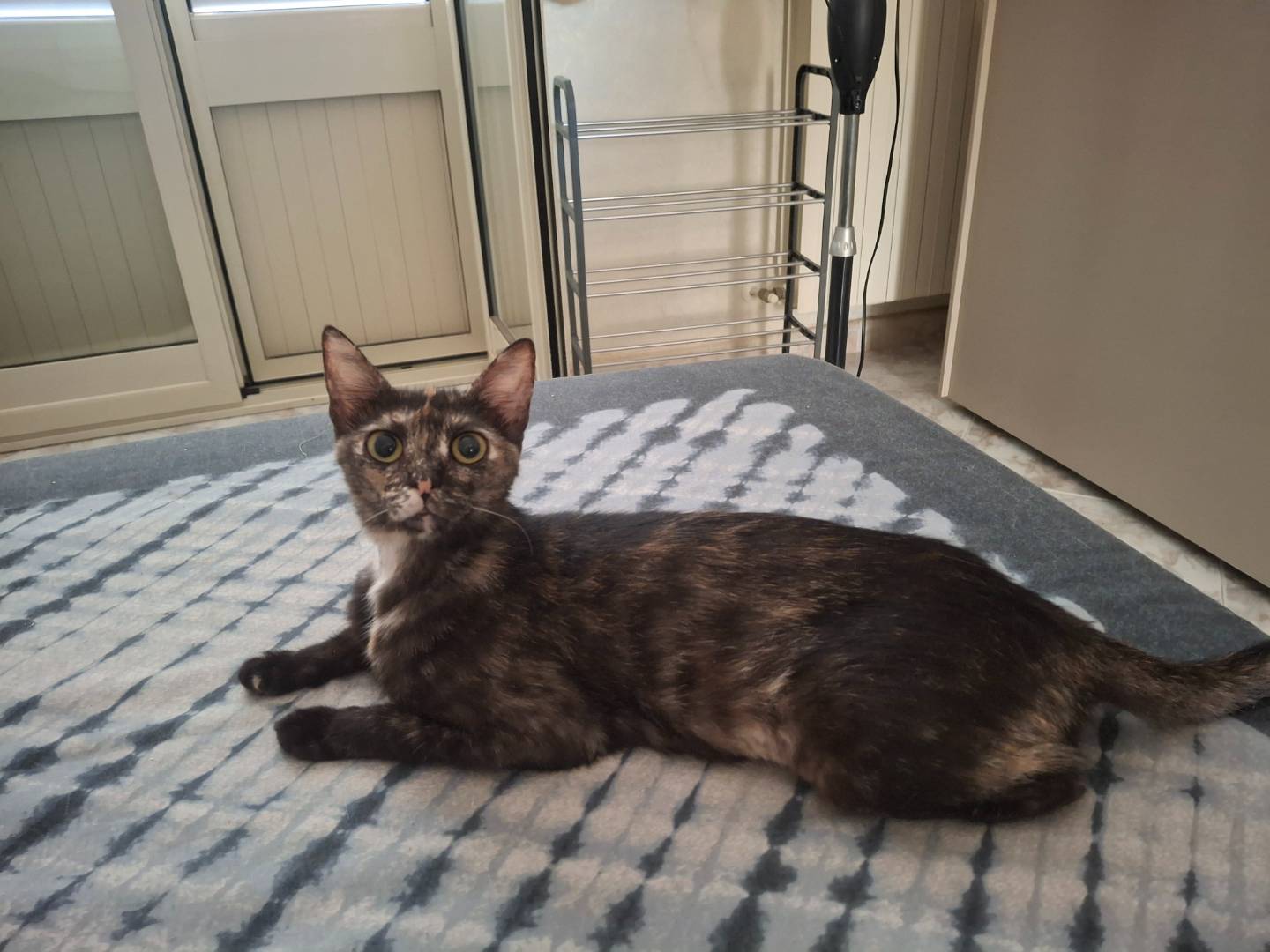 Adotta il gatto Mia a Palermo