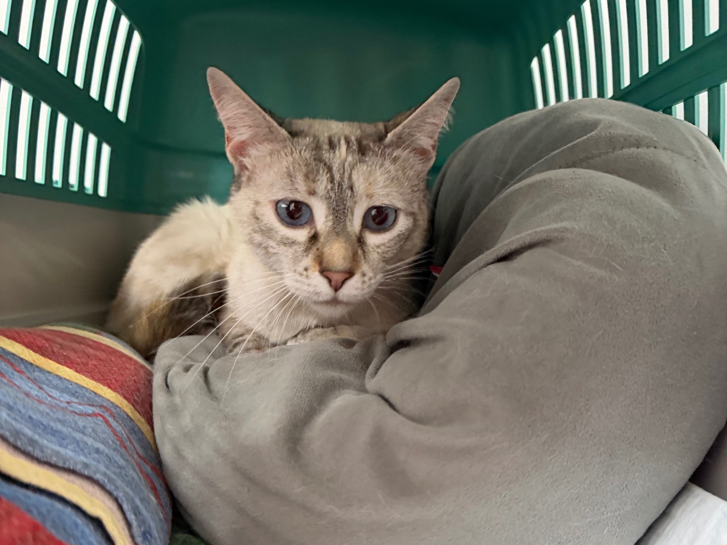 Adozione gatto, femmina, Siamese Razza sconosciuta, 3 anni e 2 mesi, taglia non valida, Reggio