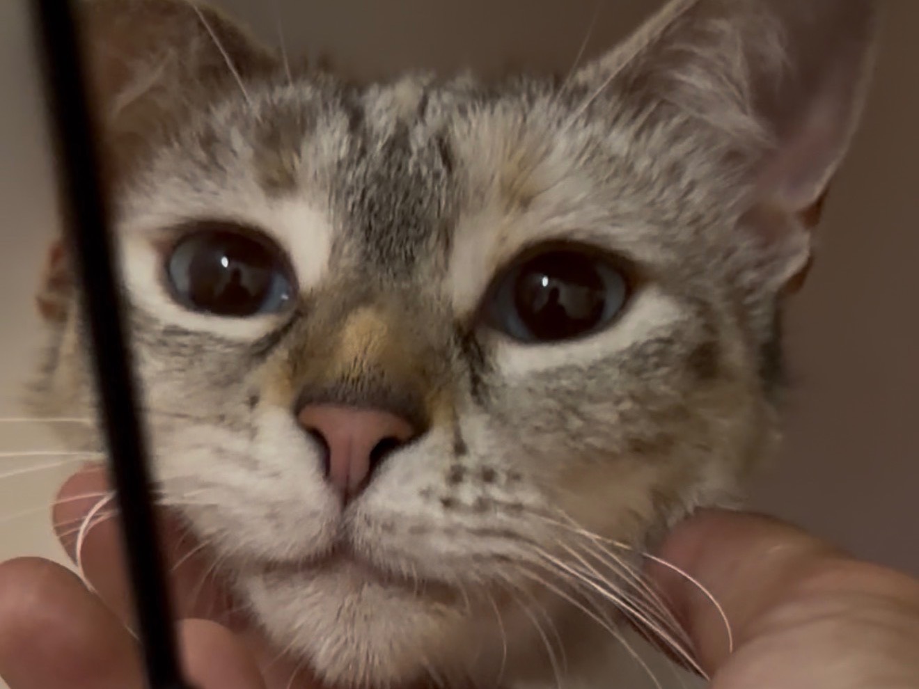 Adotta un gatto, femmina, 3 anni e 2 mesi, Reggio