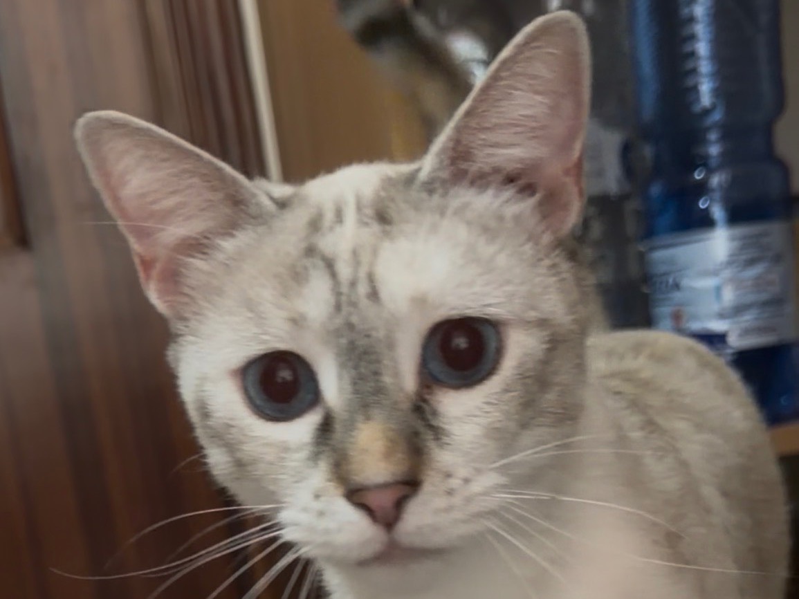 Adotta un gatto, taglia non valida, femmina, Reggio