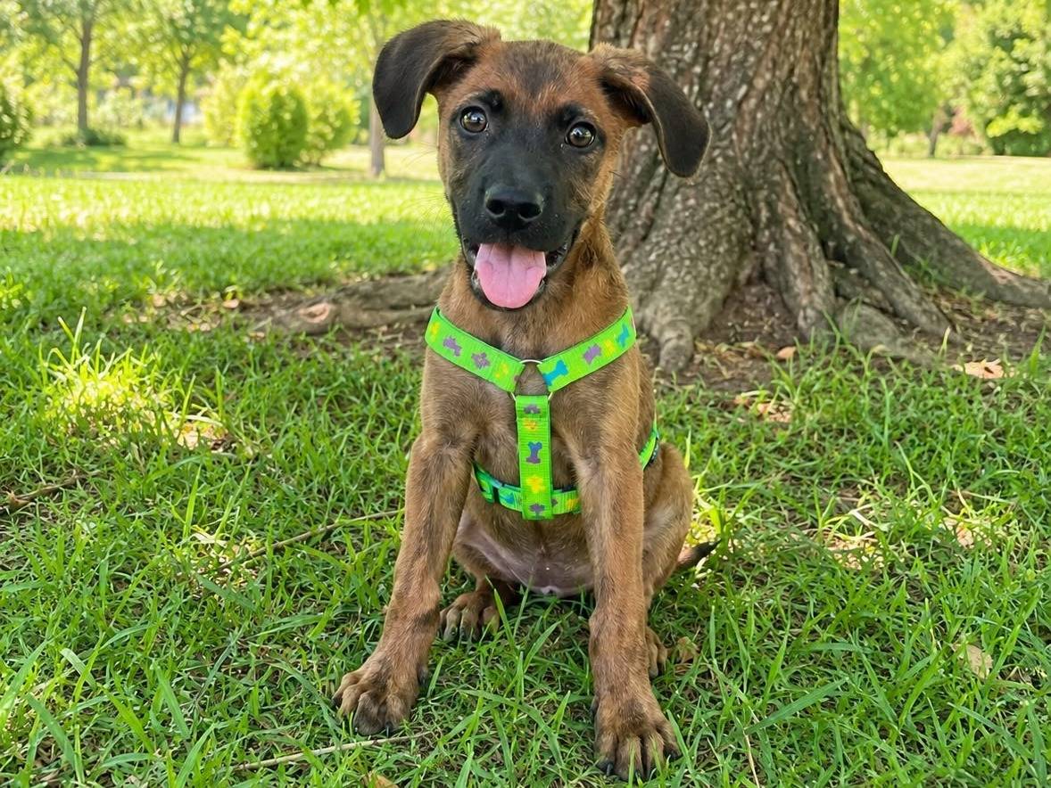 Adotta il cane PATRICK a Siracusa