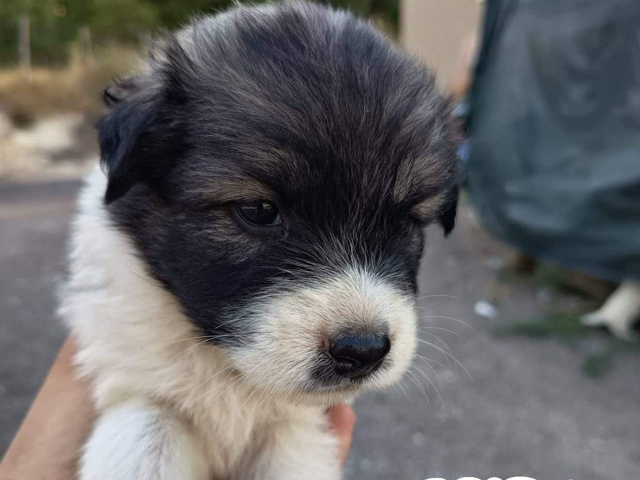 Adozione cane, femmina, Razza sconosciuta Razza sconosciuta, 3 settimane, taglia media, Catanzaro