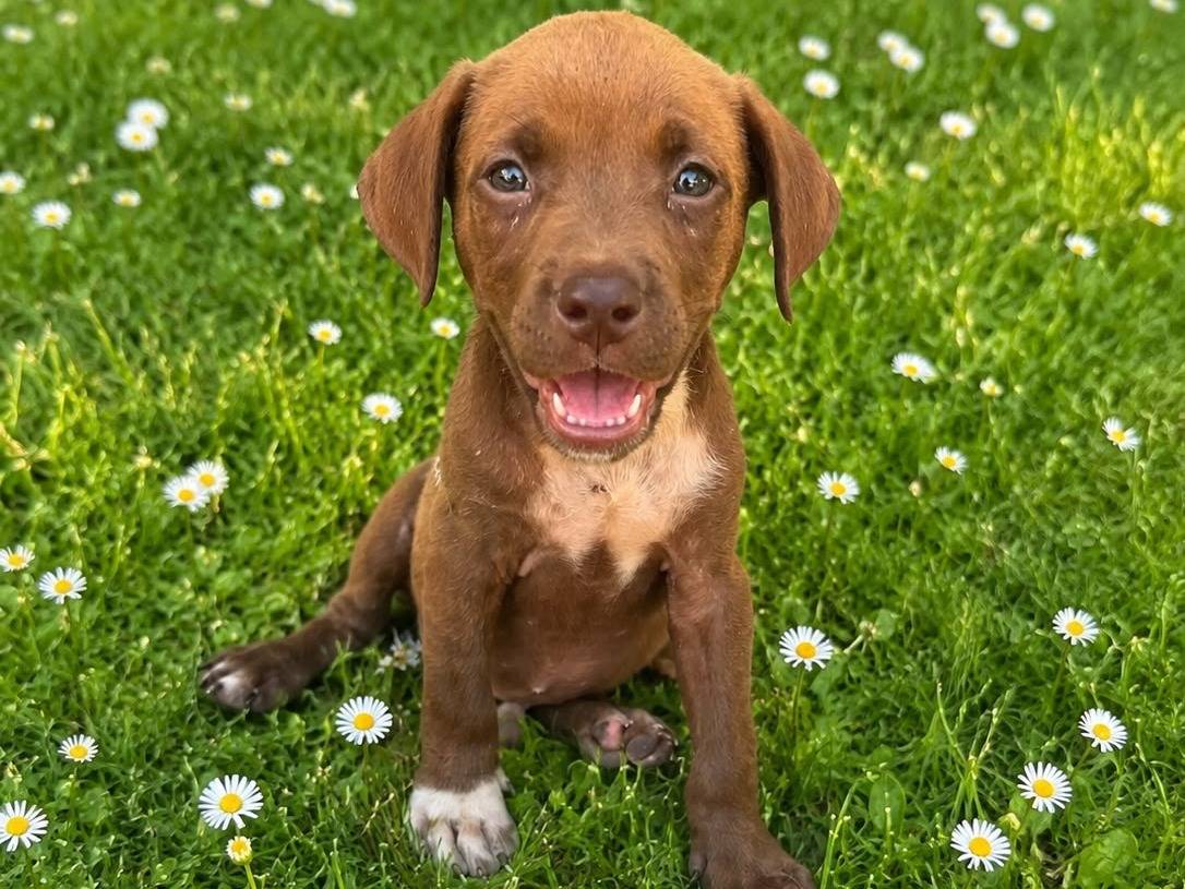 Adozione cane, maschio, Razza sconosciuta Razza sconosciuta, 2 mesi, taglia media contenuta, Siracusa