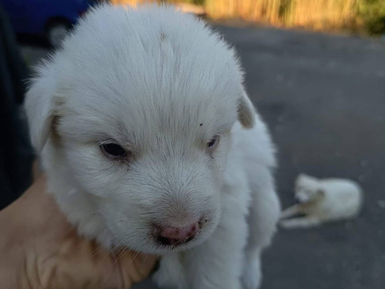 Adozione cane, maschio, Razza sconosciuta Razza sconosciuta, 3 settimane, taglia media, Catanzaro