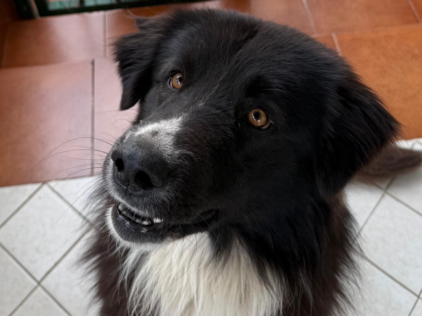 Adotta un cane, maschio, 2 anni, Napoli