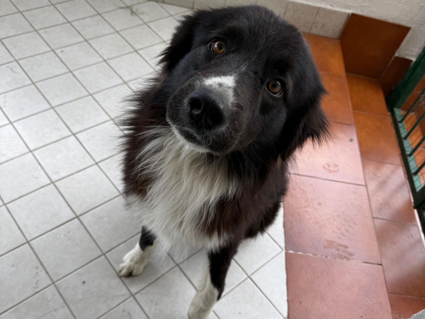 Adotta un cane, taglia media, maschio, Napoli