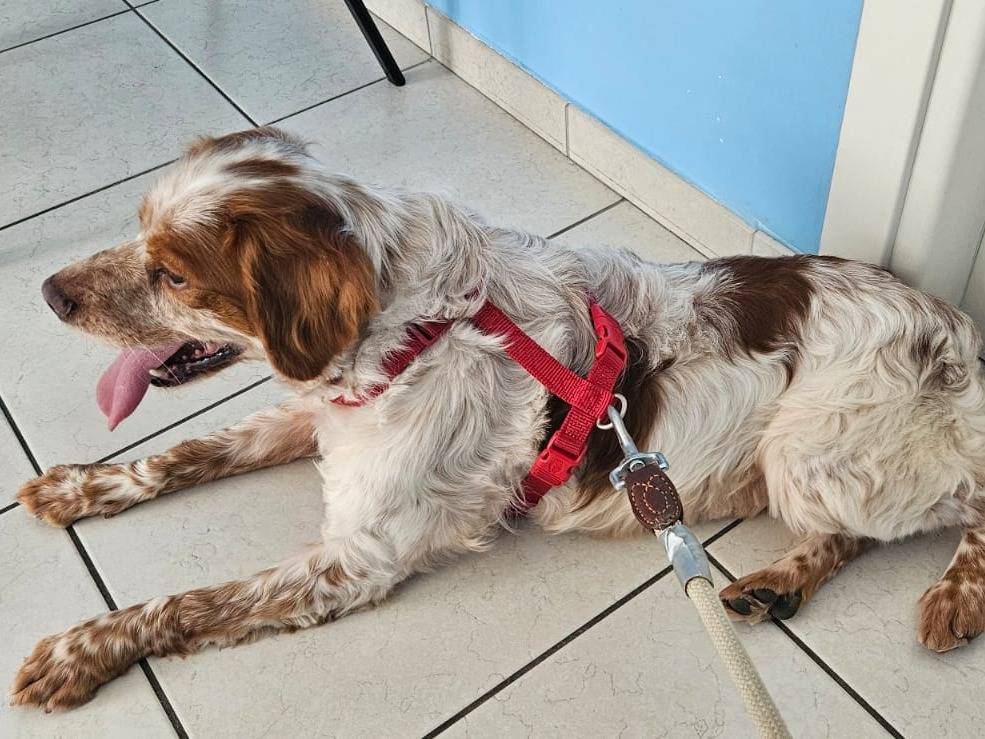 Adotta un cane, maschio, 7 anni e 10 mesi, Forl