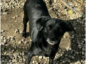 Vuoi adottare un cane a Teramo?