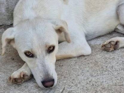 Foto 3 dell'animale