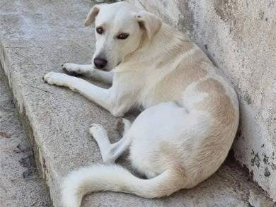 Vuoi adottare un cane a Latina?