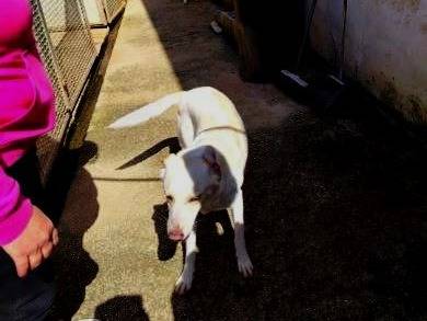 Adotta il cane Blanco a Latina