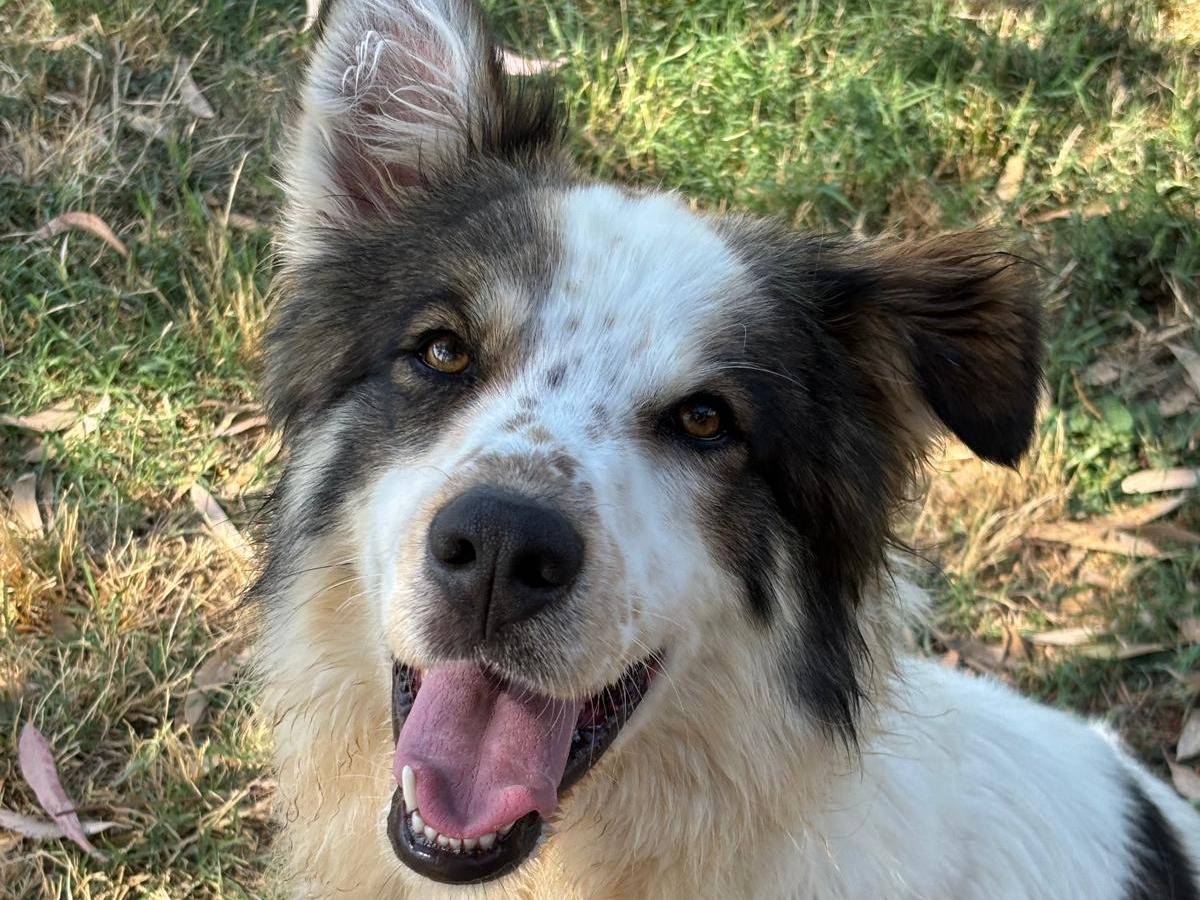 Adozione cane, maschio, Razza sconosciuta Razza sconosciuta, 3 anni e 7 mesi, taglia grande, Pisa