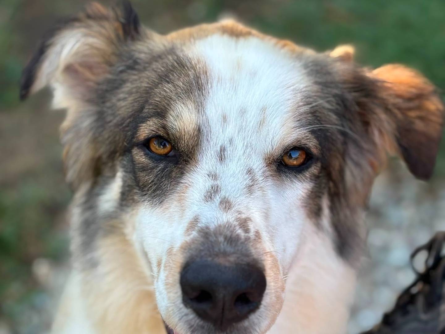 Adotta un cane, maschio, 3 anni e 7 mesi, Pisa
