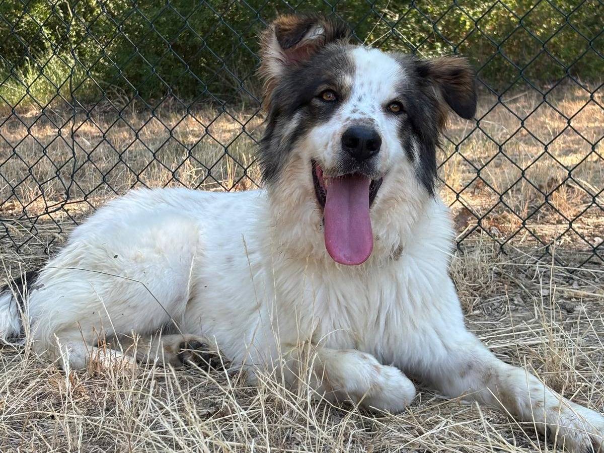 Adotta un cane, taglia grande, maschio, Pisa