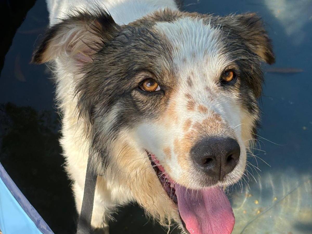 Vuoi adottare un cane a Pisa?