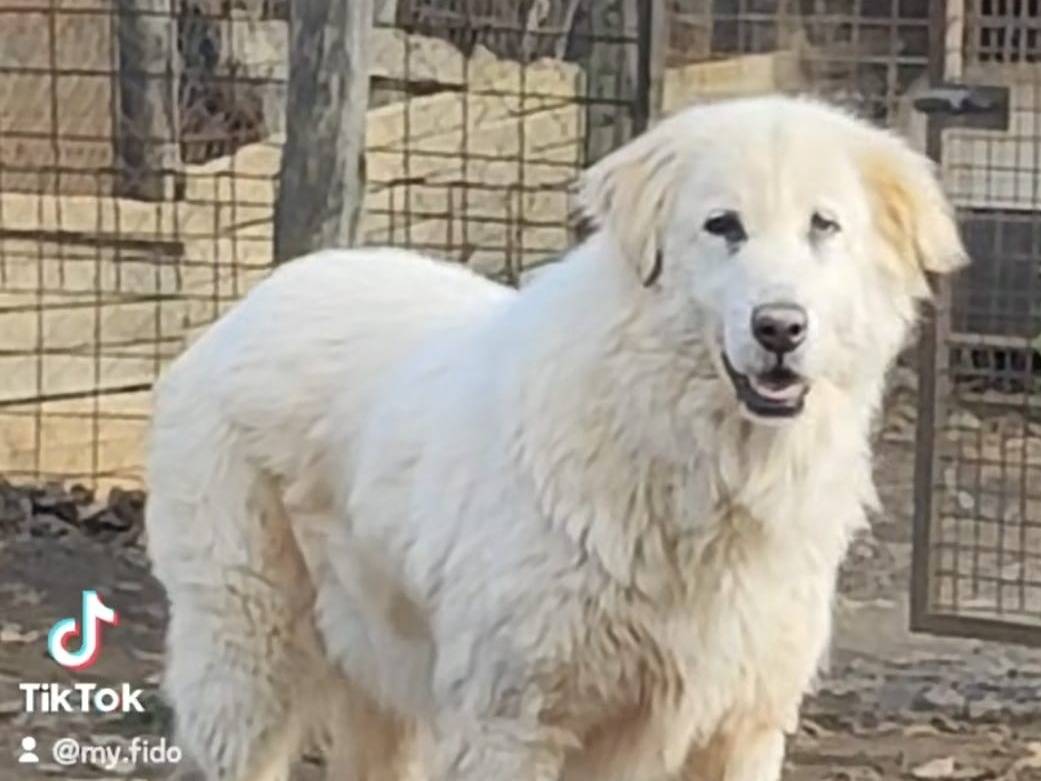 Adotta un cane, femmina, 7 anni e 7 mesi, Roma