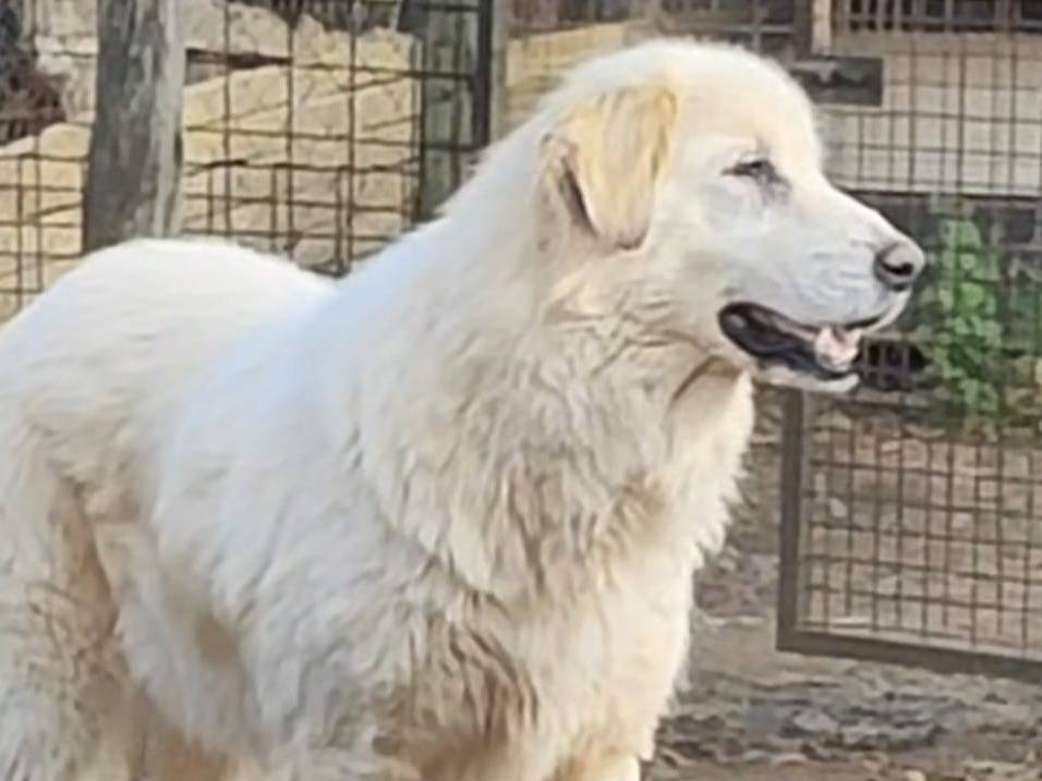 Adotta un cane, taglia grande, femmina, Roma
