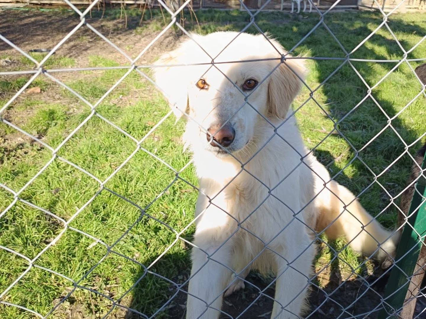 Foto 1 dell'animale