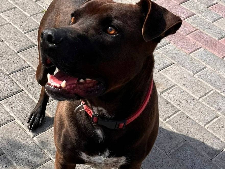 Adozione cane, maschio, Razza sconosciuta Razza sconosciuta, 4 anni e 2 mesi, taglia media, Milano