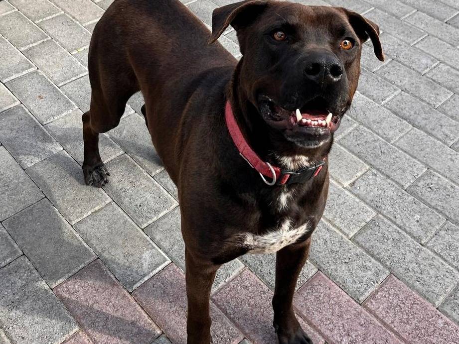 Adotta un cane, maschio, 4 anni e 2 mesi, Milano