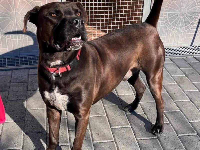 Adotta un cane, taglia media, maschio, Milano