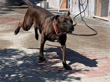 Vuoi adottare un cane a Milano?