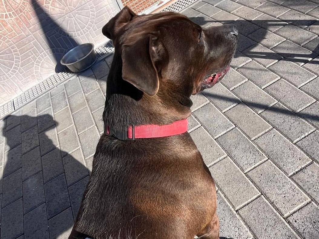 Adotta il cane NIGEL a Milano