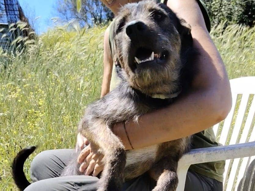 Foto 2 dell'animale