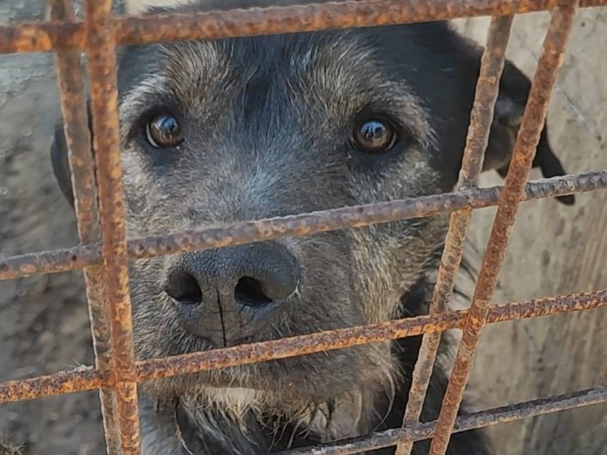 Vuoi adottare un cane a Roma?