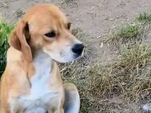 Adotta un cane, femmina, 1 anno, Vibo