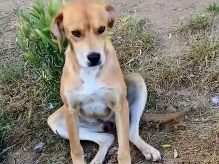 Adotta un cane, taglia media contenuta, femmina, Vibo