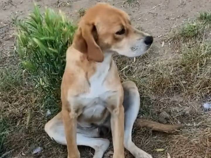 Vuoi adottare un cane a Vibo?