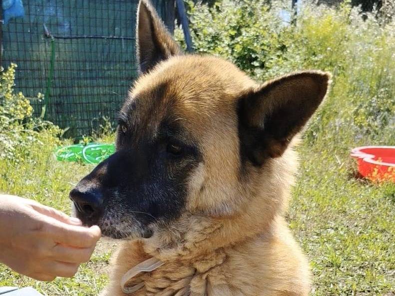 Adotta un cane, taglia grande, maschio, Roma