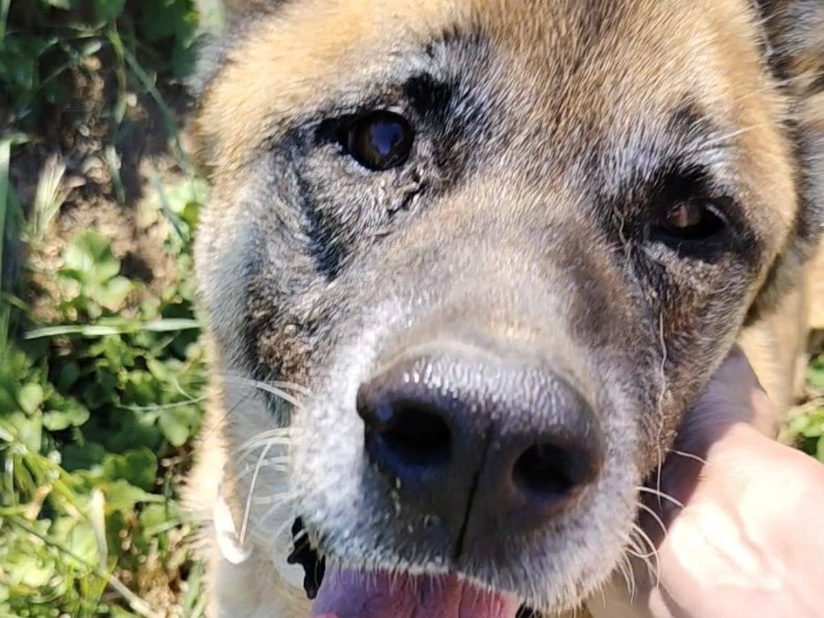 Vuoi adottare un cane a Roma?