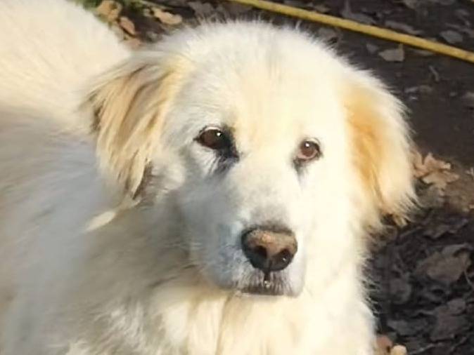 Adozione cane, femmina, Pastore maremmano Razza sconosciuta, 7 anni e 7 mesi, taglia grande, Roma