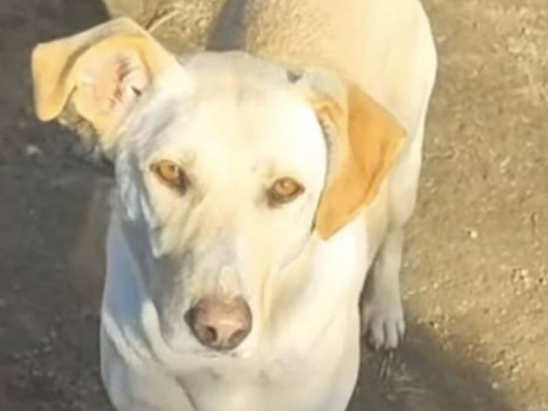 Adozione cane, femmina, Razza sconosciuta Razza sconosciuta, 4 anni, taglia media contenuta, Roma