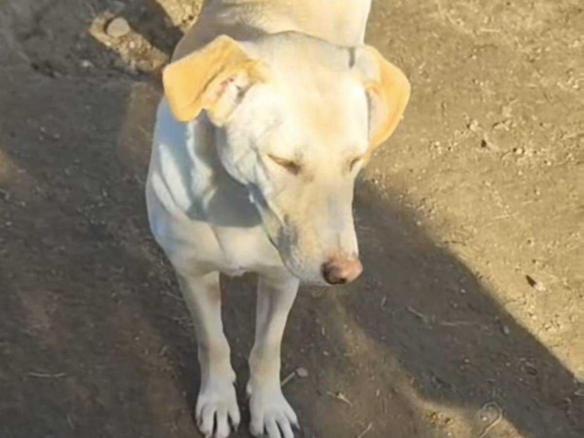 Adotta un cane, femmina, 4 anni, Roma