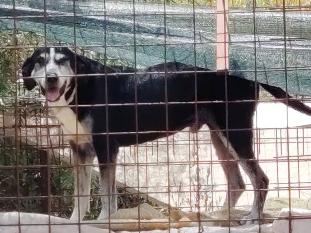 Foto 2 dell'animale