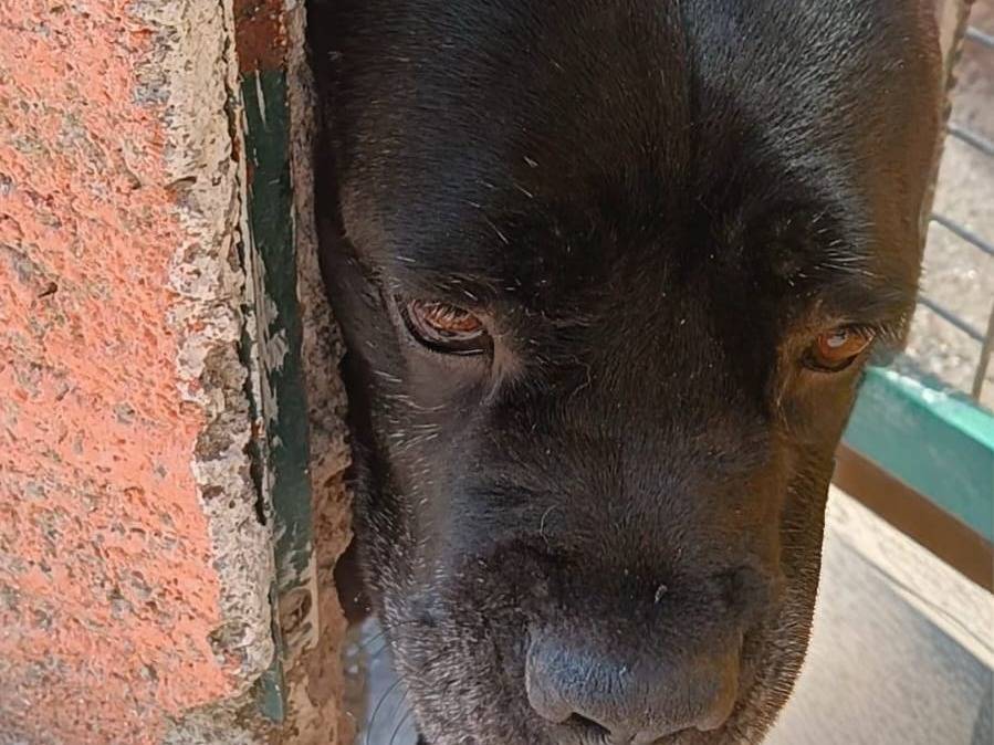 Adozione cane, femmina, Razza sconosciuta Razza sconosciuta, 5 anni e 1 mese, taglia grande, Grosseto