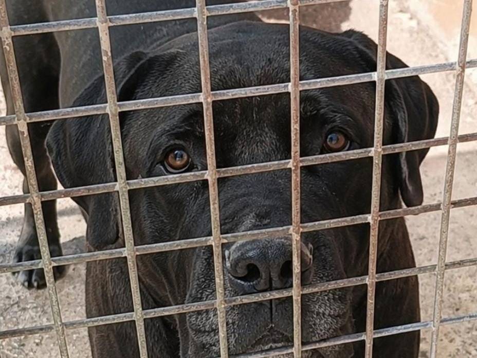 Adotta un cane, femmina, 5 anni e 1 mese, Grosseto