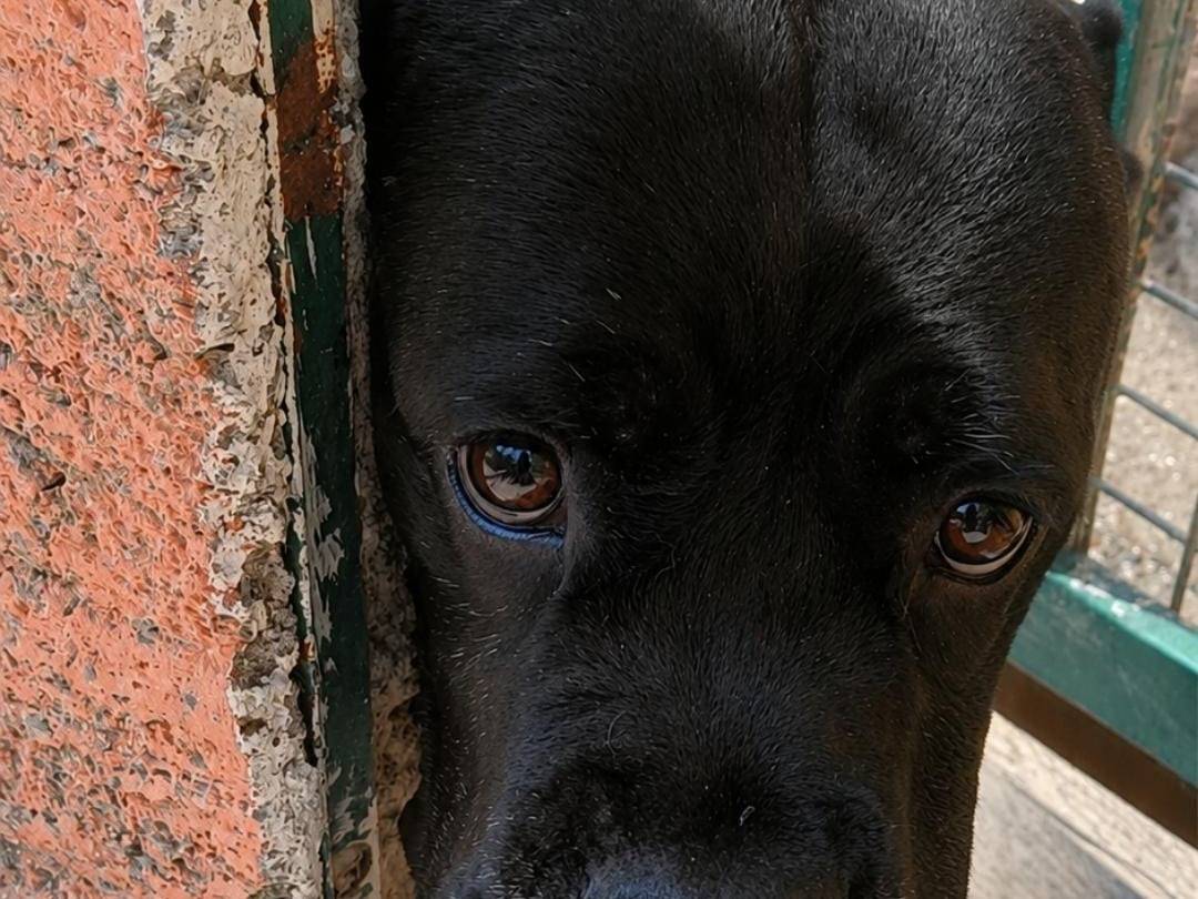 Adotta un cane, taglia grande, femmina, Grosseto