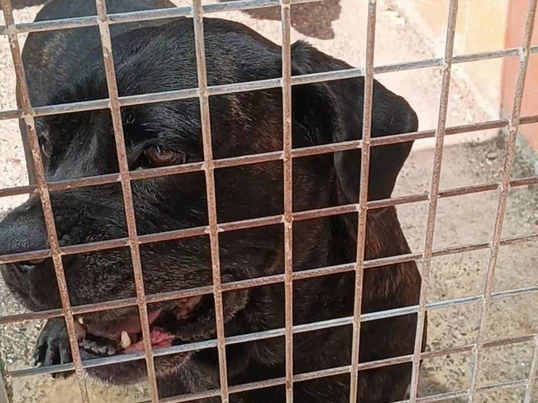 Vuoi adottare un cane a Grosseto?