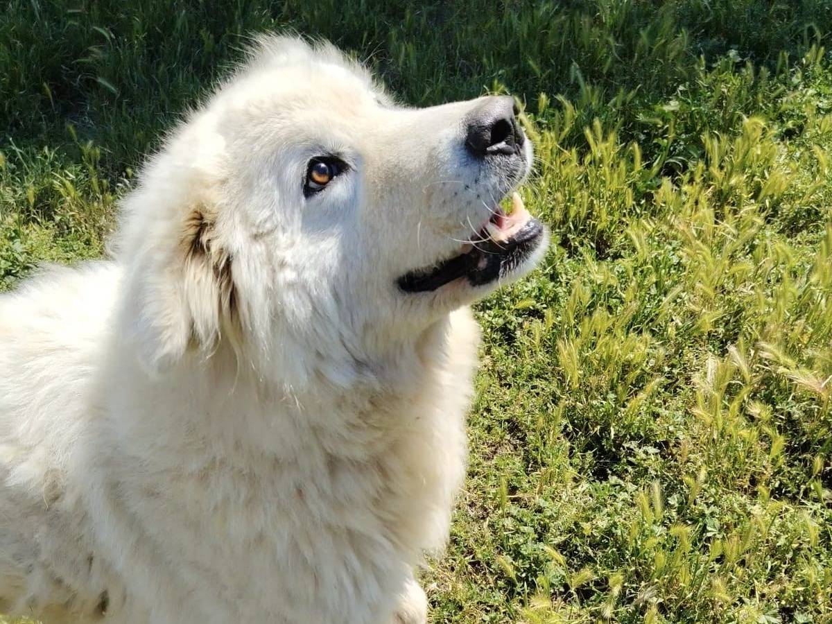 Vuoi adottare un cane a Roma?