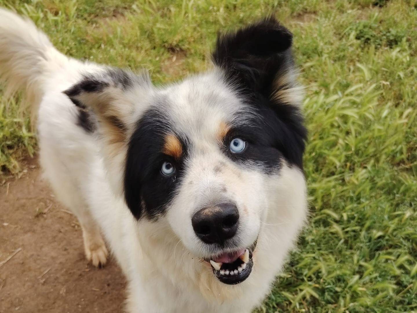 Adozione cane, maschio, Razza sconosciuta Razza sconosciuta, 3 anni e 7 mesi, taglia grande, Roma