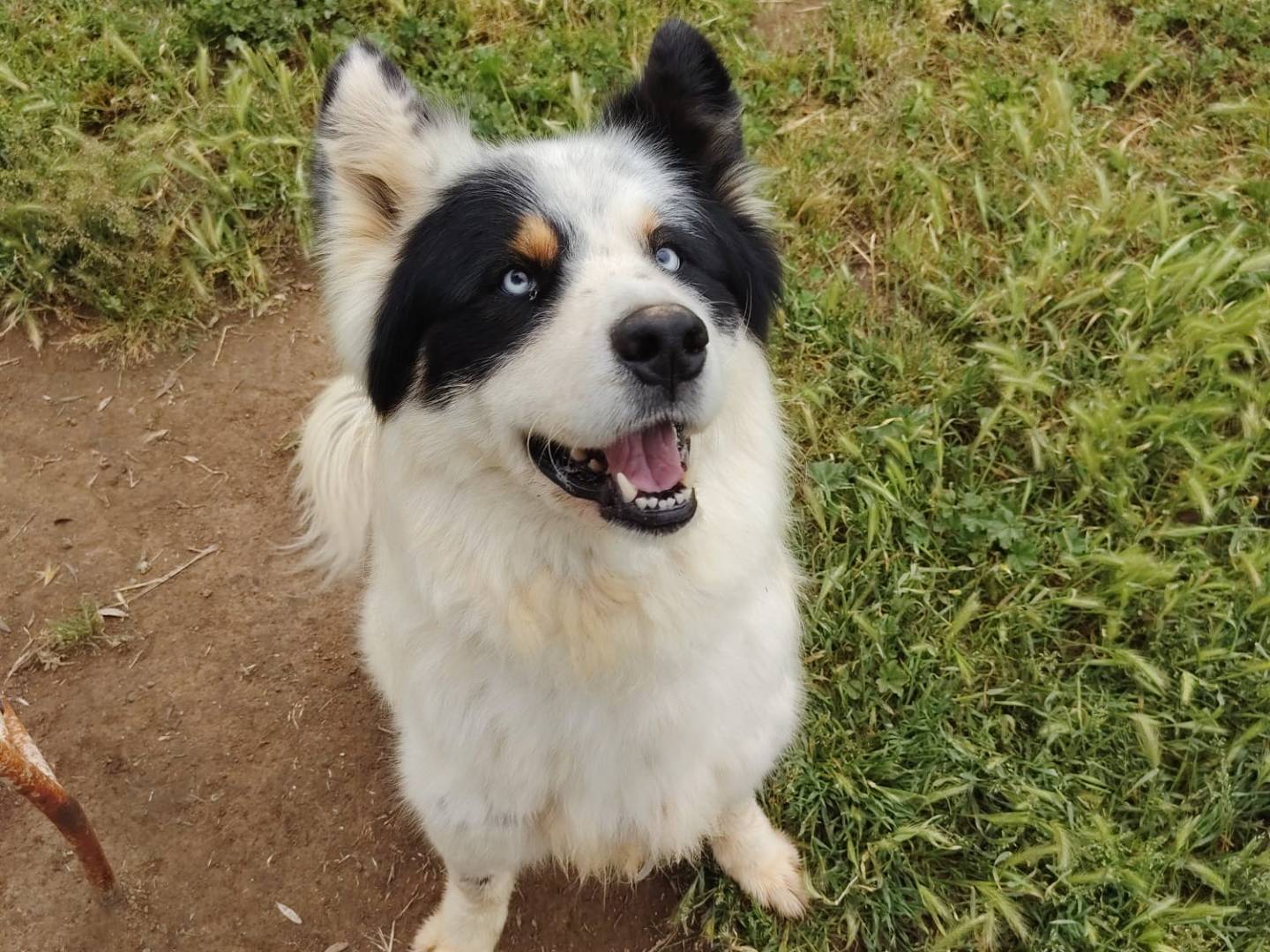 Adotta un cane, maschio, 3 anni e 7 mesi, Roma