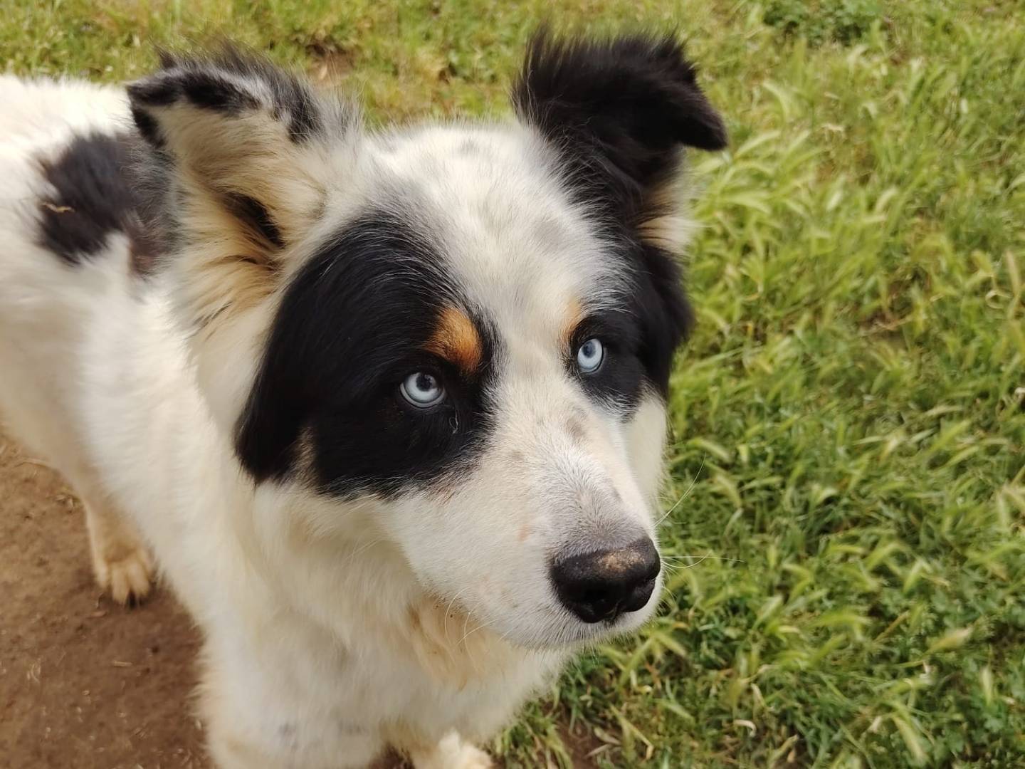 Adotta un cane, taglia grande, maschio, Roma