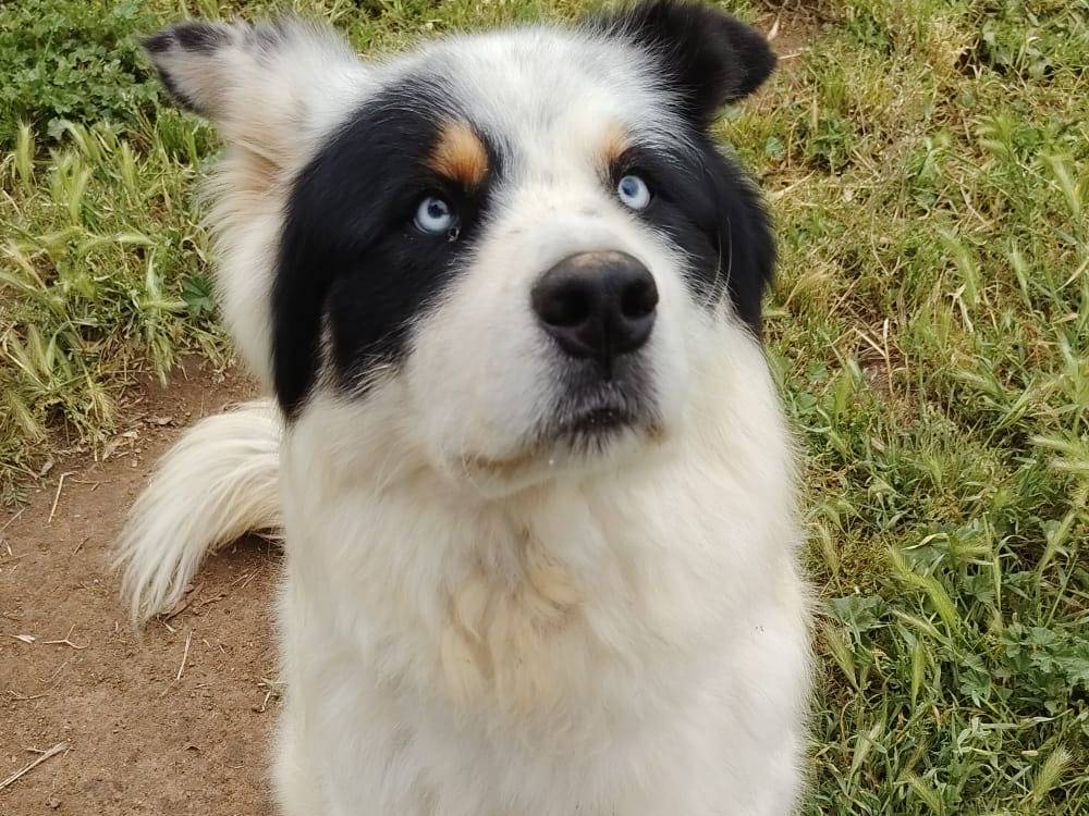 Vuoi adottare un cane a Roma?